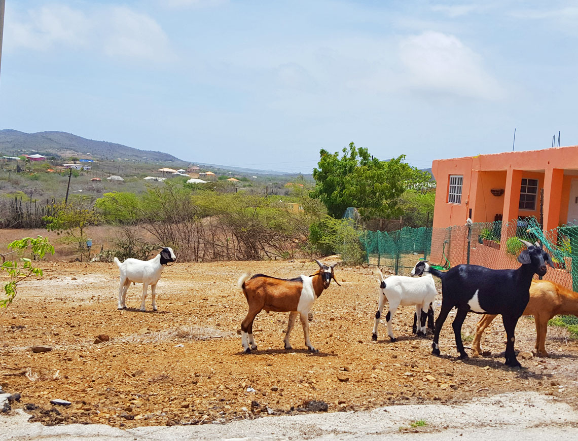 Goats beside the road in the countryside of Curaçao